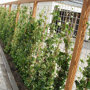 Hedera hibernica op gaaspanelen gemonteerd